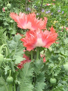 Great Dixter